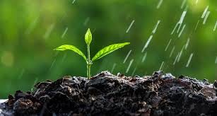 Petrichor